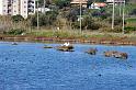 2Saline di Augusta 16.1.2011 (95)